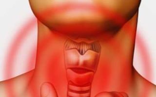 Щитовидный хрящ: строение (фото) и функции