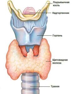 Смешанный зоб щитовидной железы: возможные причины, клинические проявления, способы диагностики и терапии