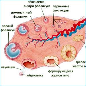 Хорионический гонадотропин, его функция и роль в организме
