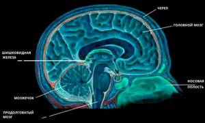 Эпифиз головного мозга: что это такое, его строение и функции