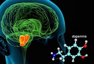 Дофамин: действие гормона на организм человека