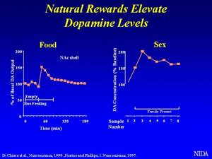 Гормон дофамин - что это такое