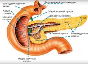 Строение поджелудочной железы: анатомия