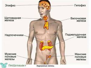 Массаж щитовидной железы по Иванову: показания и противопоказания