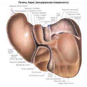 Строение печени человека, анатомия органа, функции
