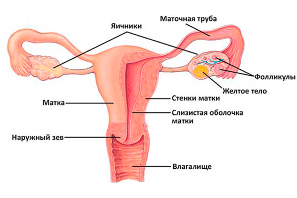 Нормальные размеры матки и яичников по УЗИ