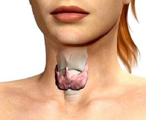 Неоднородная структура щитовидной железы что это такое