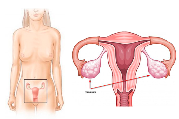 Нормальные размеры матки и яичников по УЗИ