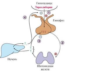 Значение тиреотропного гормона (ТТГ) при беременности