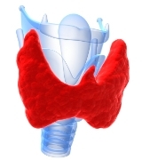 Функции, строение и роль щитовидной железы в организме человека: всё о щитовидке