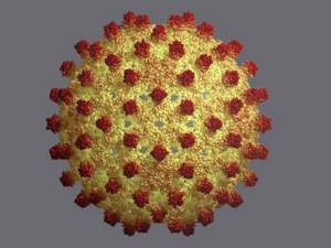 Гепатиты: их виды и классификация, самый опасный тип, какие бывают способы заражения, стадии