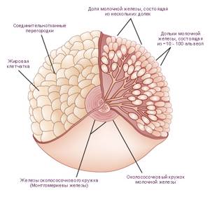 Молочные железы: строение и функции
