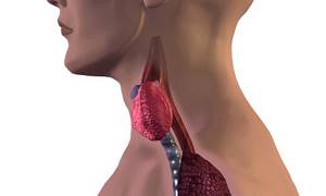 Гиповолемия щитовидной железы что это такое