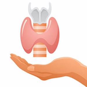 Функции, строение и роль щитовидной железы в организме человека: всё о щитовидке