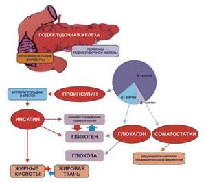 Роль и функции поджелудочной железы в организме человека