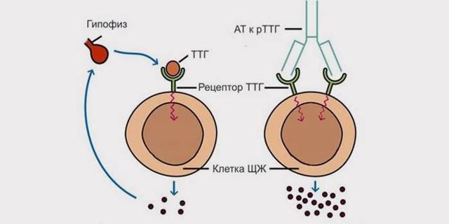 Что такое ТТГ (тиреотропный гормон) и его функции простым языком