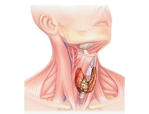 Пиявки - лечение щитовидной железы. Гирудотерапия щитовидки