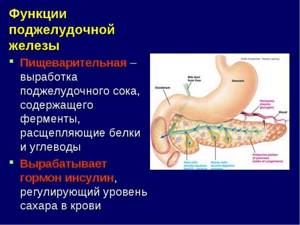 Роль и функции поджелудочной железы в организме человека