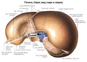 Строение печени человека, анатомия органа, функции