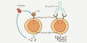 Антитела к тиреоглобулину повышены: что это значит, причины, симптомы, диагностика и методы лечения