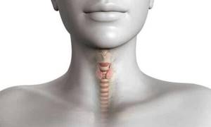 Щитовидная железа у мужчин — гормоны, проблемы