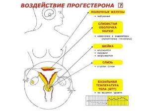 Прогестерон при беременности: таблица нормы по неделям