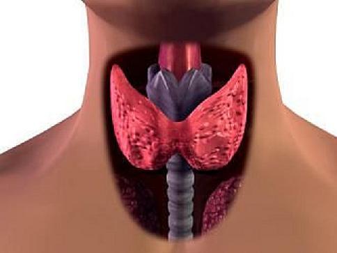 Пиявки - лечение щитовидной железы. Гирудотерапия щитовидки