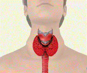 Удаление щитовидной железы: последствия у женщин