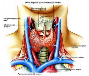 Причины усиленного кровотока в щитовидной железе и что это значит?