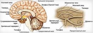 Эпифиз головного мозга: что это такое, его строение и функции