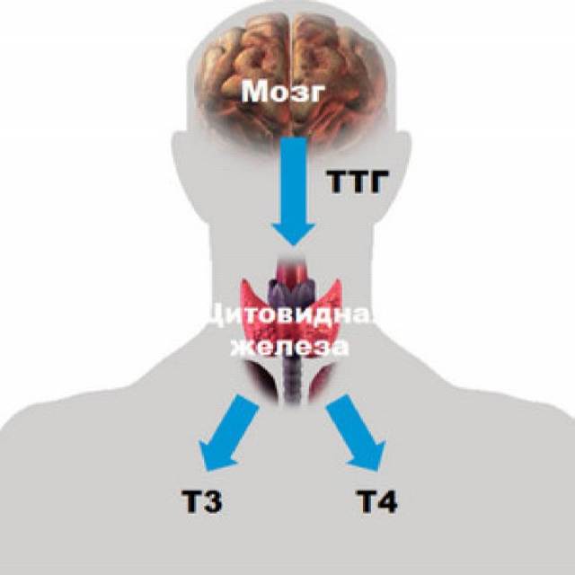 Синтез ТТГ после удаления щитовидной железы