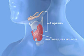Антитела щитовидной железы повышены чем опасно, что такое антитела в крови