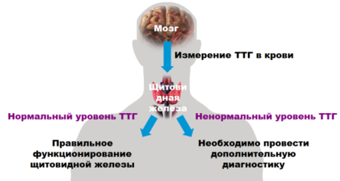 Синтез ТТГ после удаления щитовидной железы