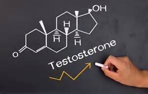 Гормон тестостерон, строение, фунции и его роль в организме