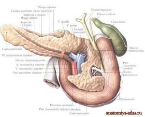 Строение поджелудочной железы: анатомия