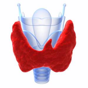 Сцинтиграфия щитовидной железы: что это такое и как проводится