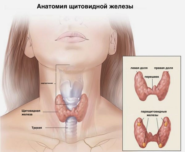 Пункция щитовидной железы: что это такое и что она показывает