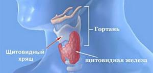 Щитовидный хрящ: строение (фото) и функции
