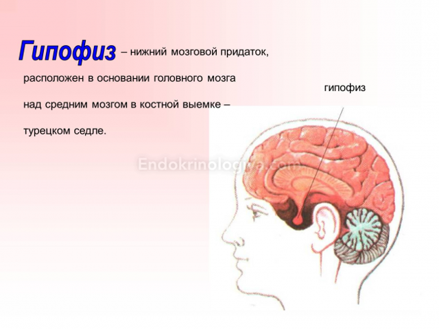 Анализ на гормоны гипофиза головного мозга