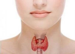 Герань для лечения щитовидной железы у женщин