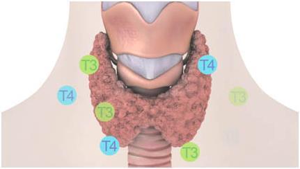 Анализ щитовидной железы на гормоны: показания и нормы