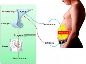 Эстроген повышен у женщин и у мужчин — симптомы и лечение