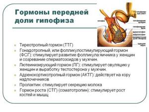 Значение тиреотропного гормона (ТТГ) при беременности