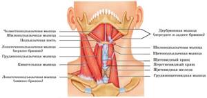 Допплерография щитовидной железы - диагностика болезней органа