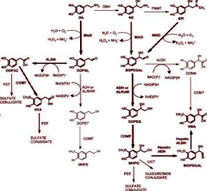 Препарат дофамина l-дофа: описание и механизм действия